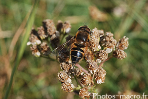 Eristalis tenax